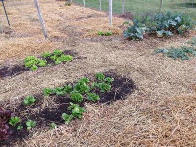 Develop a Seed Plan for Your Vegetable Garden, Part 1: Evaluate Your Needs and Existing Seeds Image